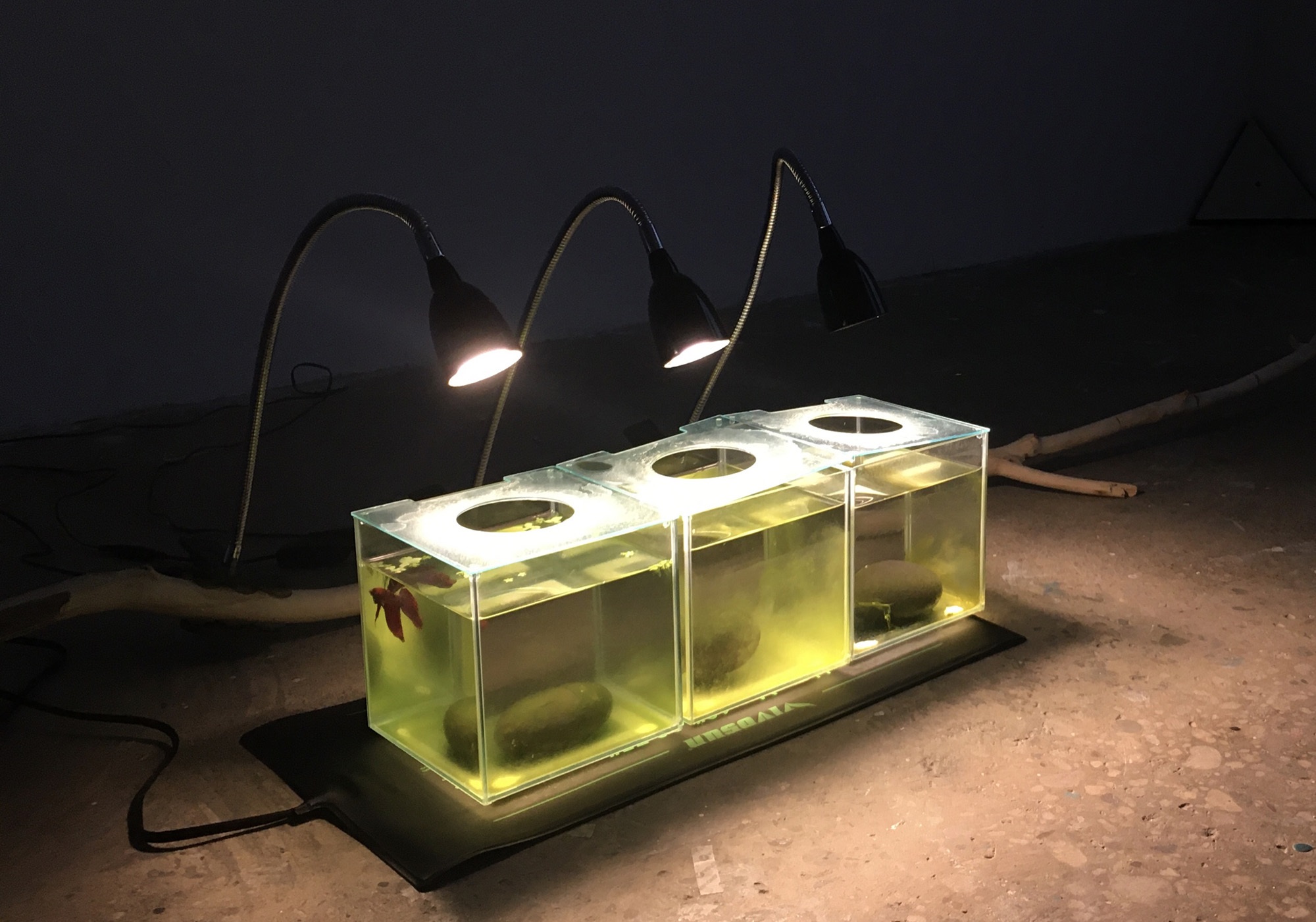 Kyoko Hamaguchi Thesis Image