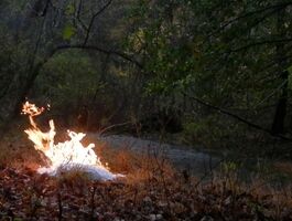 Tim Foley Thesis Image