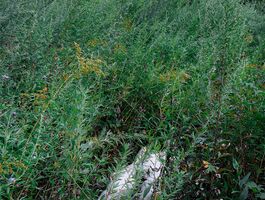 Tim Foley Thesis Image