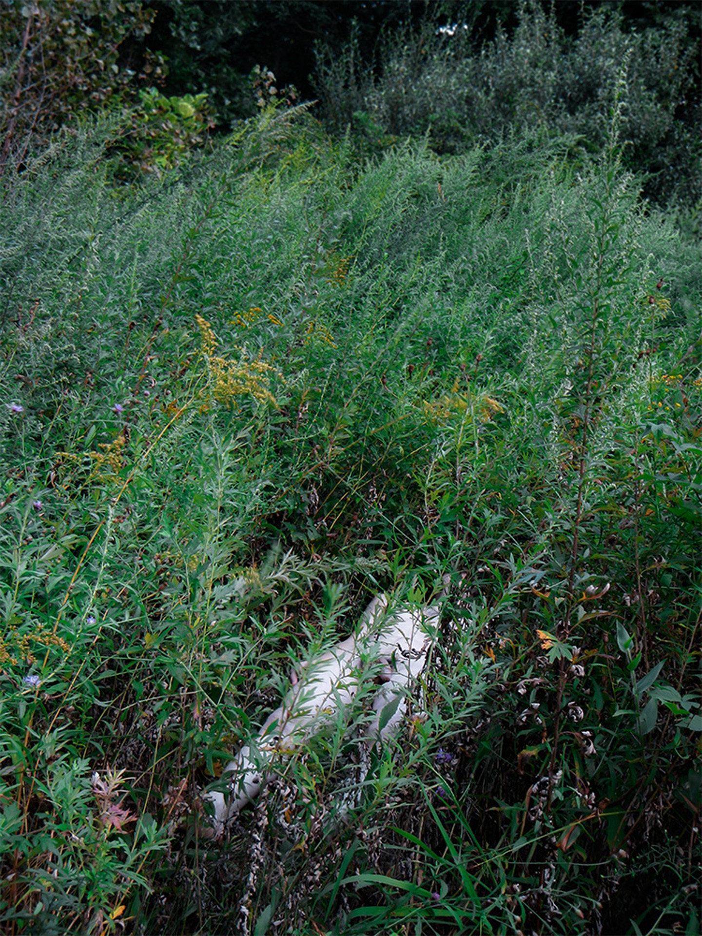 Tim Foley Thesis Image